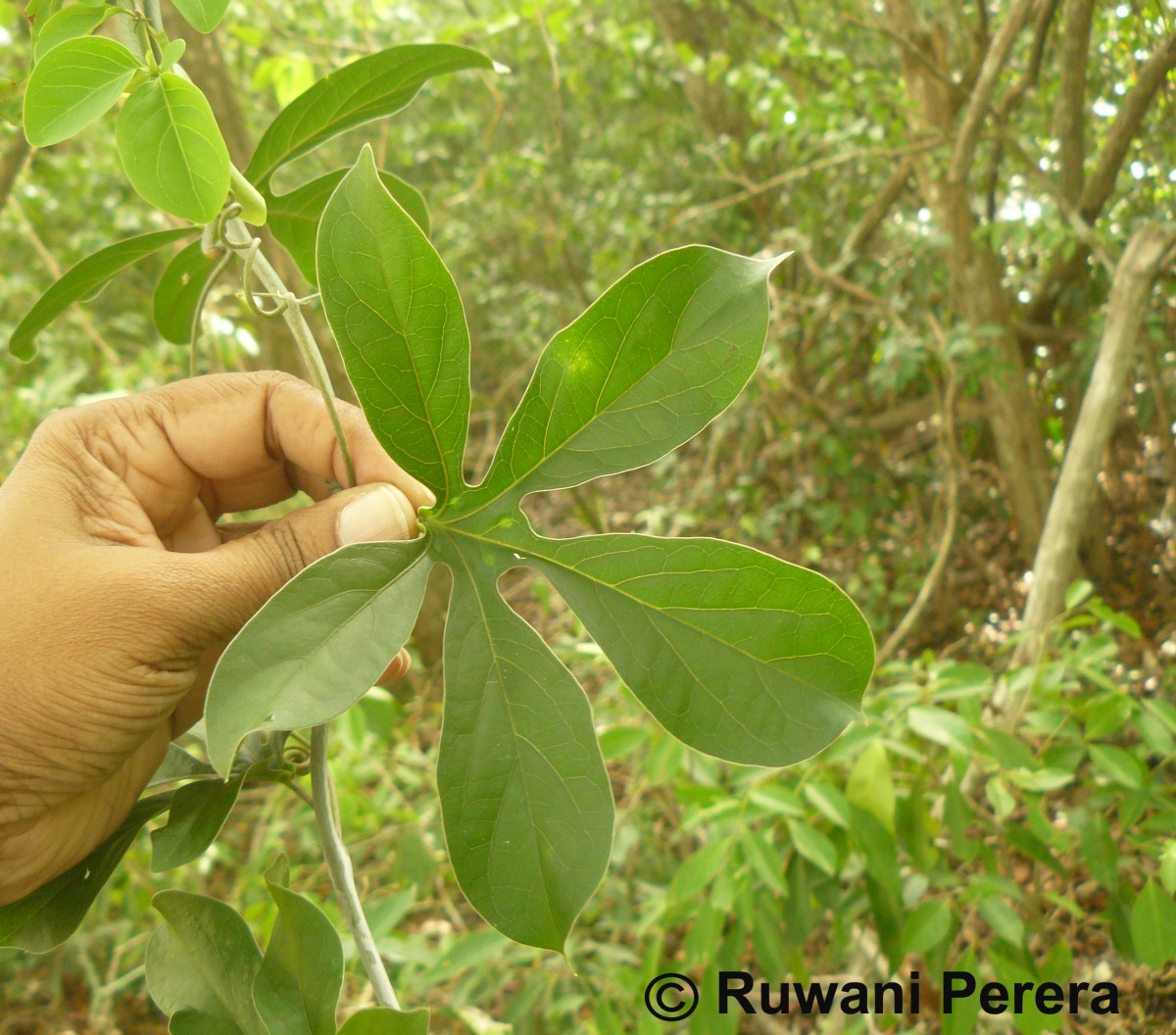 Adenia hondala (Gaertn.) W.J.de Wilde